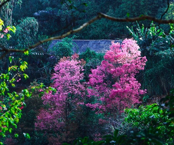 Len Mu Cang Chai trai nghiem ve dep lung linh cua hoa to day - Anh 2