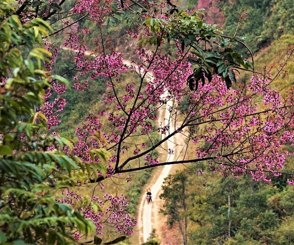 Len Mu Cang Chai trai nghiem ve dep lung linh cua hoa to day - Anh 3