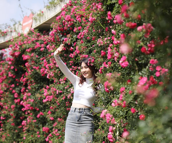 Mãn nhãn với hàng nghìn đóa hồng trong Lễ hội Hoa hồng Sa Pa - Anh 1