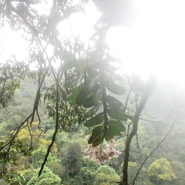Săn lan rừng ngày Tết - Anh 1