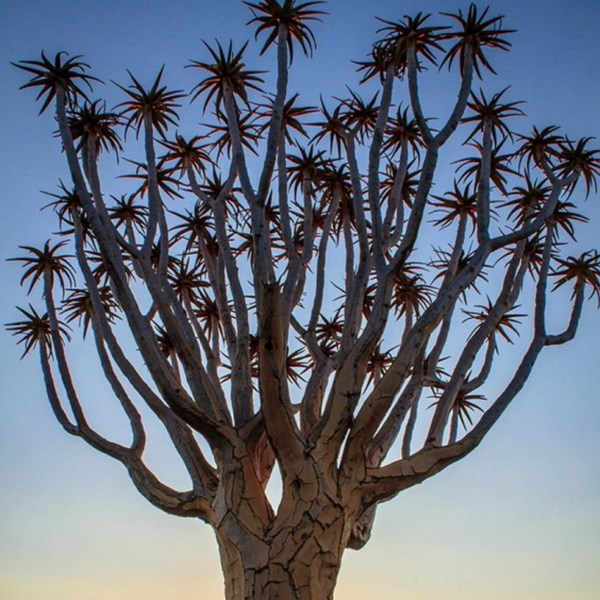 Những loài cây đẹp như thiên thần - Anh 1