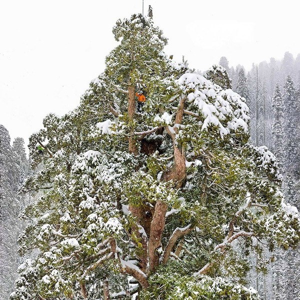 Những loài cây đẹp như thiên thần - Anh 2