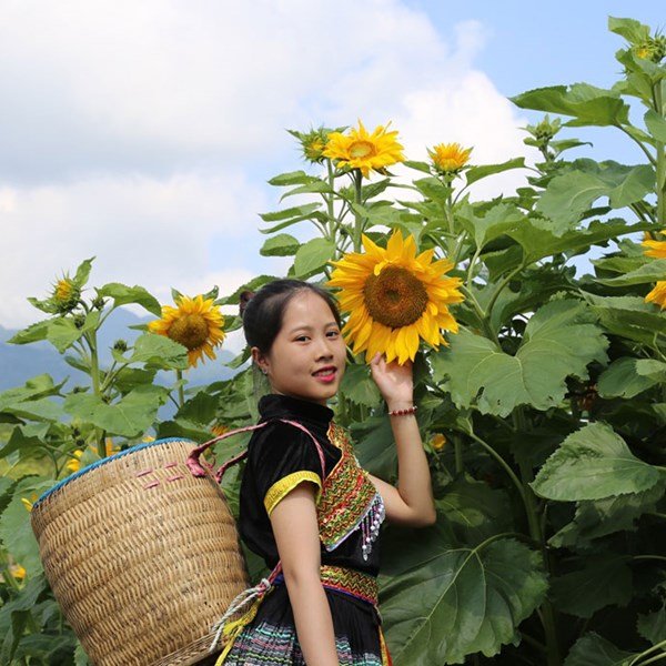 Phát hiện ngọn đồi hoa hướng dương tuyệt đẹp ngay chân núi Fansipan - Anh 2