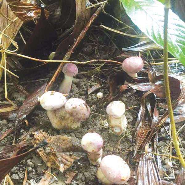 Rộn ràng mùa nấm tràm - Anh 1