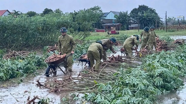 Bộ đội Biên phòng Quảng Ngãi giúp dân thu hoạch mì chạy lũ