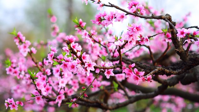 Văn hóa soi đường, Vạn dặm Xuân sang