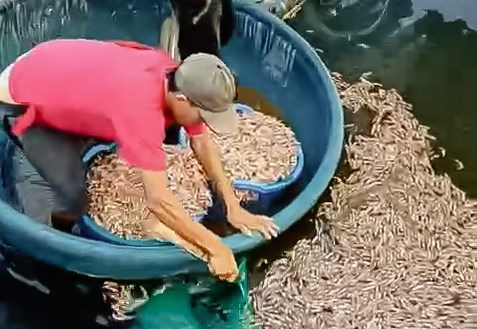 Quảng Trị: Khi sinh kế bị đánh úp trong đêm