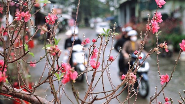 Chút lạnh trước thềm Xuân