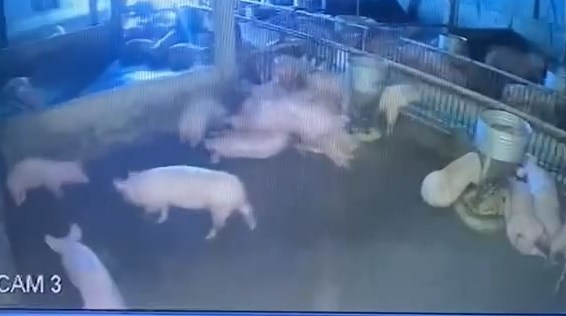Chủ trang trại thiệt hại hàng trăm triệu đồng khi đàn lợn bị điện giật chết