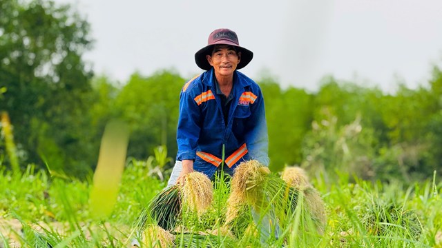 Mùa kiệu về trên đất Long Yên