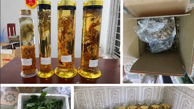 Khởi tố người phụ nữ tráo Sâm Lai Châu thành Sâm Ngọc Linh