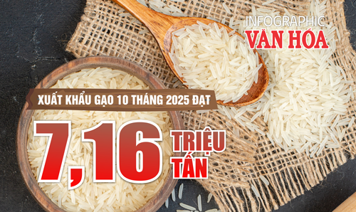 (Infographic) Xuất khẩu gạo Việt Nam giảm mạnh giá trị sau 10 tháng 2025