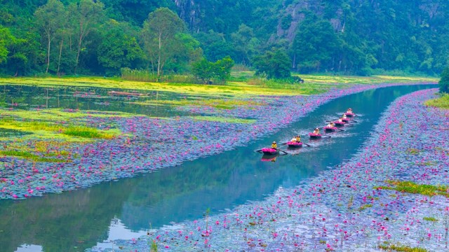 Ngắm nhìn hoa súng nhuộm hồng dòng Ngô Đồng ở Ninh Bình