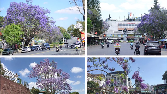 Phượng tím nở rộ, du lịch Đà Lạt thêm sức hút