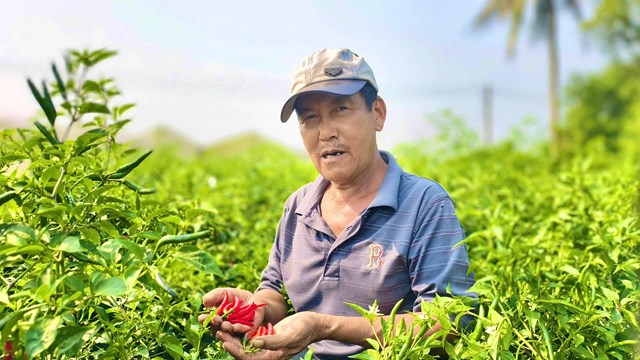 Ớt rớt giá, nông dân Quảng Ngãi “được mùa, trắng tay”