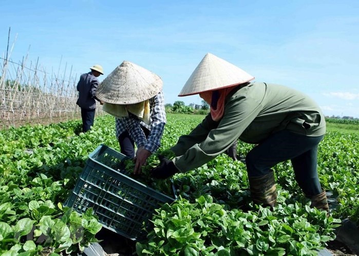 Tổng kết 15 năm đổi mới, nâng cao hiệu quả kinh tế tập thể - Anh 1