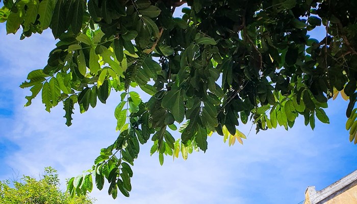 Phố cổ Hội An những ngày đầu hoạt động trở lại: Vắng vẻ vẫn... vui mừng - Anh 1