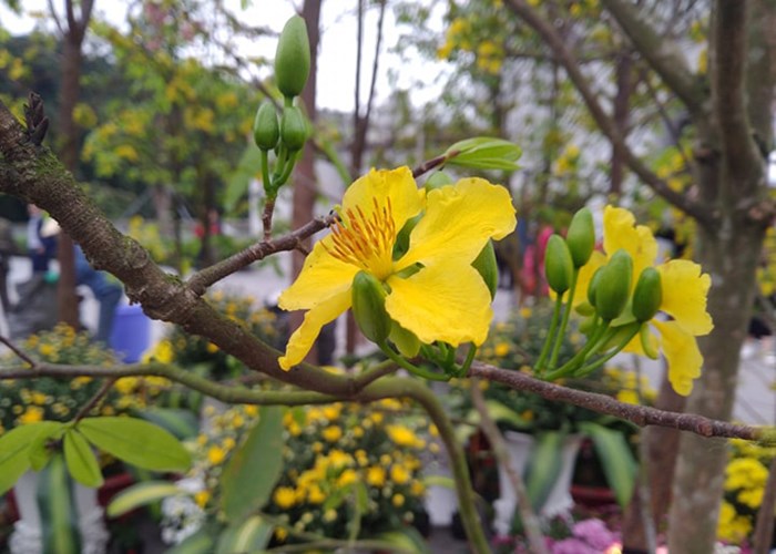 Quảng Ninh: Lễ hội hoa Anh đào - Mai vàng Yên Tử năm 2019 - Anh 2
