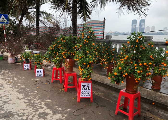 Đào, mai, quất “đồng giá” ngày cận Tết - Anh 1