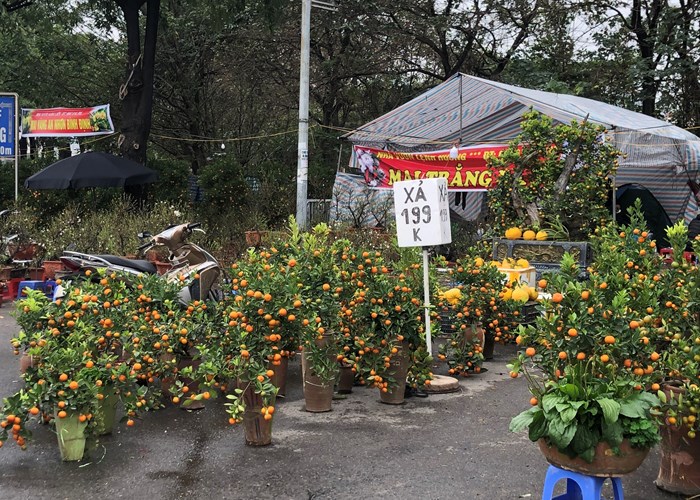 Đào, mai, quất “đồng giá” ngày cận Tết - Anh 3
