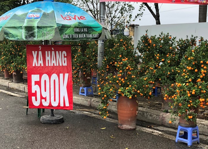 Đào, mai, quất “đồng giá” ngày cận Tết - Anh 2