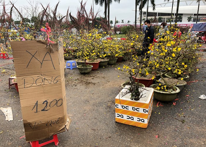 Đào, mai, quất “đồng giá” ngày cận Tết - Anh 6