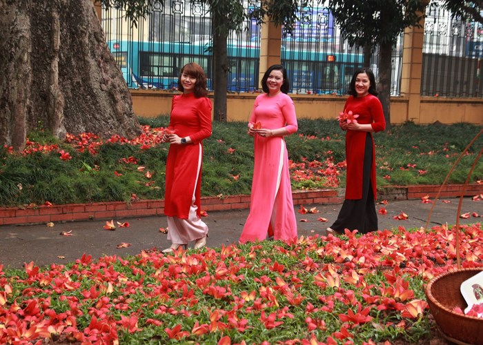 Lãng mạn Bác Cổ- Mùa hoa gạo - Anh 8