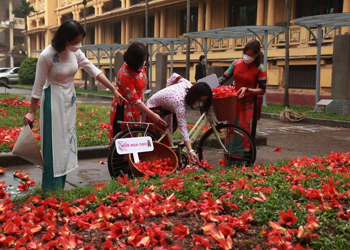 Lãng mạn Bác Cổ- Mùa hoa gạo - Anh 6
