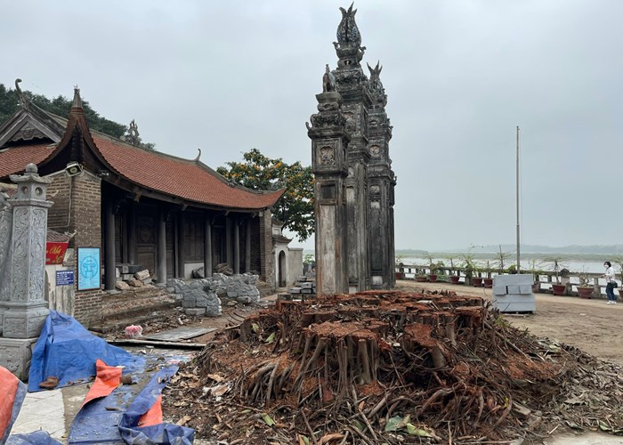 Tự ý chặt hạ cây đa, Ban Khánh tiết đình Chèm nhận trách nhiệm - Anh 1