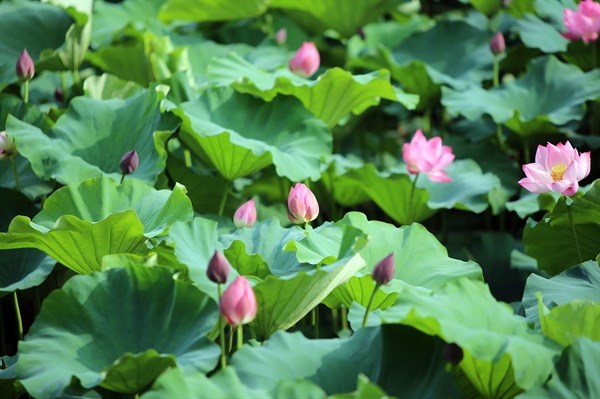 Sức hấp dẫn từ Triển lãm 