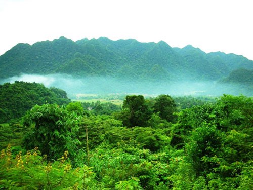 Thanh Hóa: Quần thể 6 cây chò xanh tại Khu bảo tồn thiên nhiên Pù Hu được công nhận là cây di sản Việt Nam - Anh 1