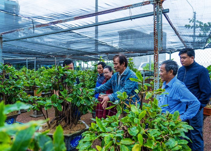 Lần đầu tiên tổ chức Lễ hội Mai vàng An Nhơn - Anh 1