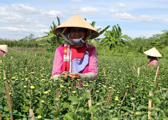 “Thủ phủ hoa” TP.HCM chuẩn bị thu hoạch hoa Tết - Anh 1