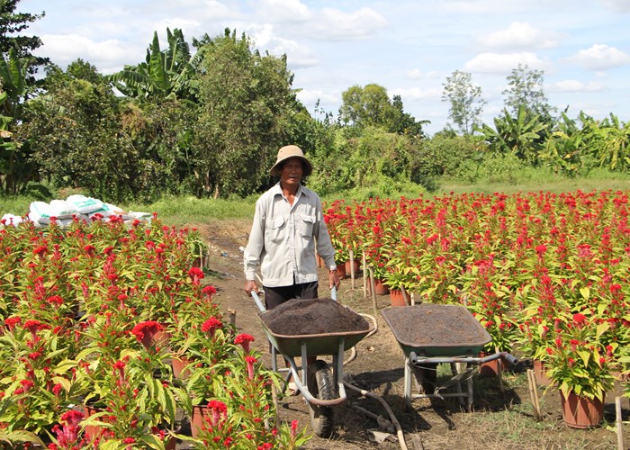 “Thủ phủ hoa” TP.HCM chuẩn bị thu hoạch hoa Tết - Anh 2