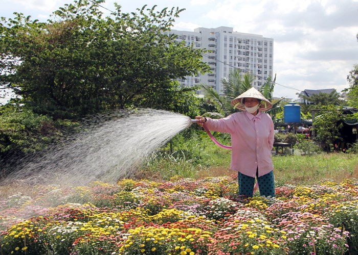 “Thủ phủ hoa” TP.HCM chuẩn bị thu hoạch hoa Tết - Anh 4