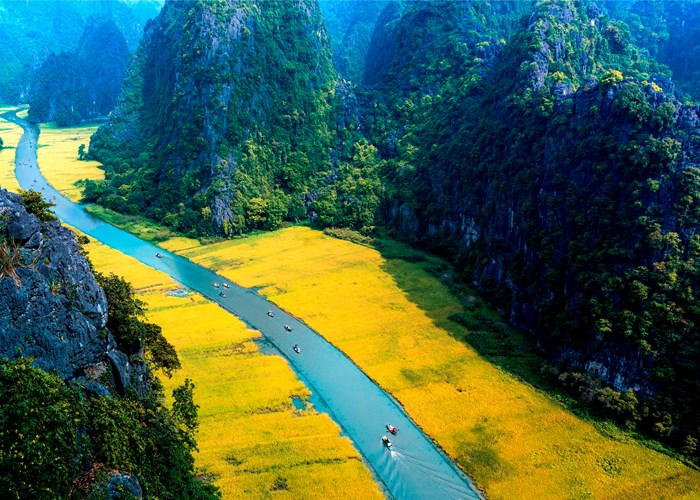 Ngắm mùa vàng rực rỡ ở Tam Cốc- Tràng An - Anh 1