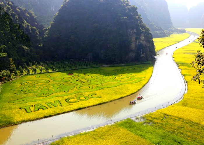 Ngắm mùa vàng rực rỡ ở Tam Cốc- Tràng An - Anh 2