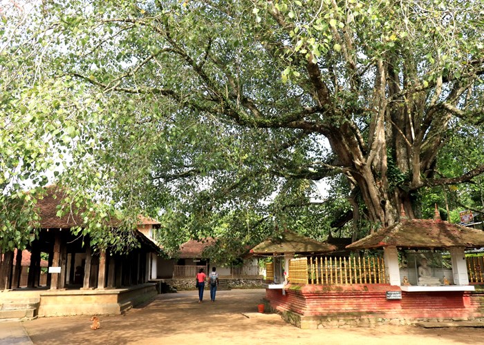 Khám phá Sri Lanka - hòn ngọc Ấn Độ Dương: Bài 3: Những điều chỉ có ở Sri Lanka - Anh 7
