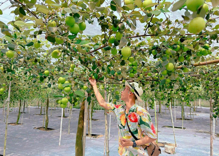 Vườn táo Lâm Viên núi Cấm – Nhịp điệu cộng hưởng - Anh 4