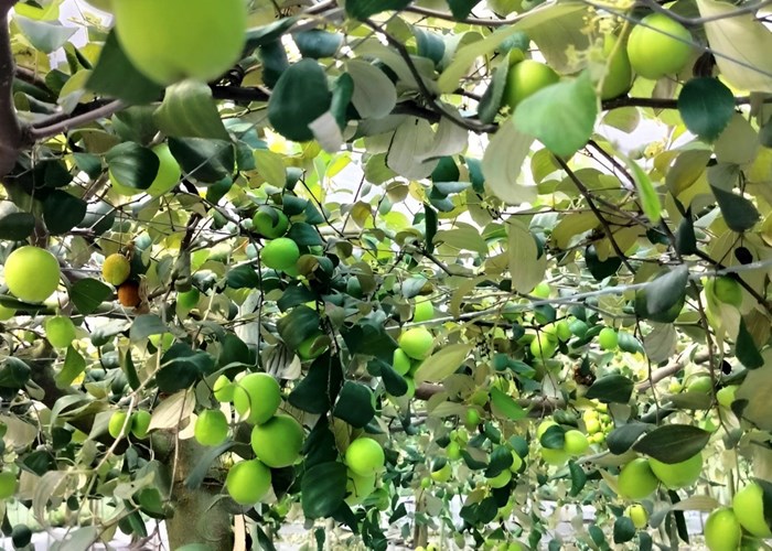 Vườn táo Lâm Viên núi Cấm – Nhịp điệu cộng hưởng - Anh 5