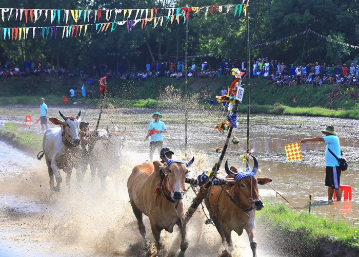 An Giang: Hấp dẫn Hội đua bò mừng lễ Sene Dolta năm 2023 - Anh 2