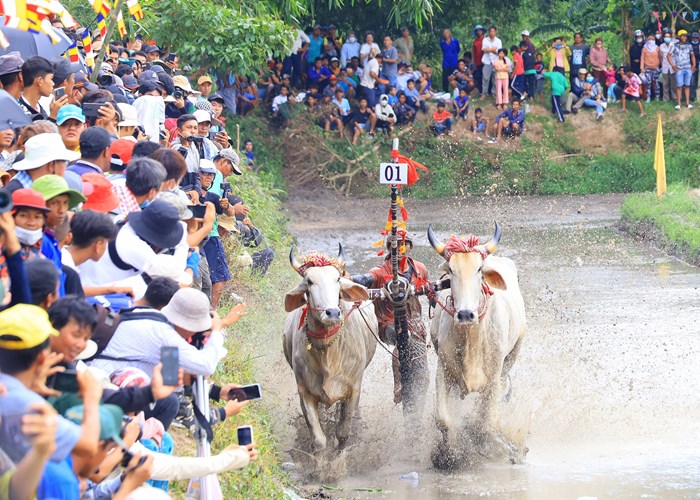 An Giang: Hấp dẫn Hội đua bò mừng lễ Sene Dolta năm 2023 - Anh 3