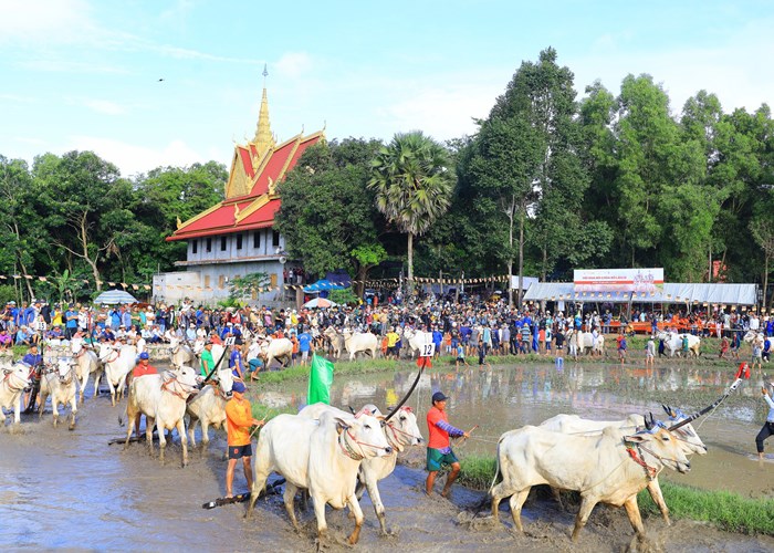 An Giang: Hấp dẫn Hội đua bò mừng lễ Sene Dolta năm 2023 - Anh 1