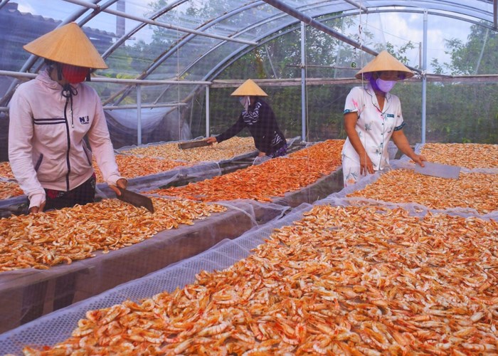 Cà Mau đón Bằng chứng nhận Nghề làm tôm khô là Di sản văn hóa phi vật thể quốc gia - Anh 4