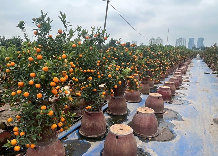 Mong chờ một vụ mùa bội thu - Anh 3