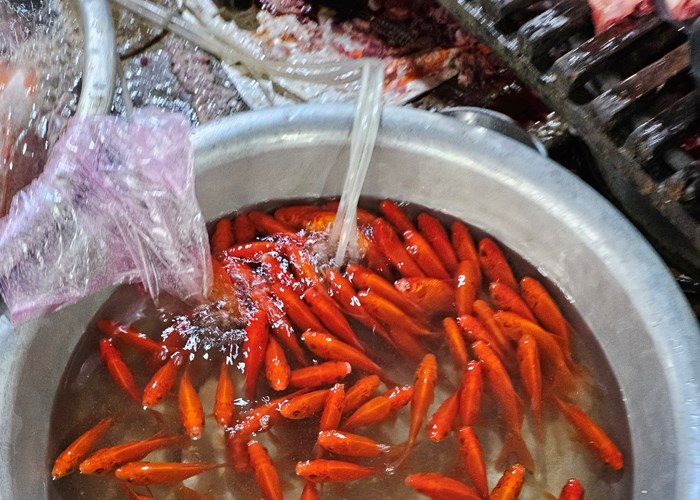 Người dân thả cá chép, “tiện tay” xả rác bừa bãi - Anh 2