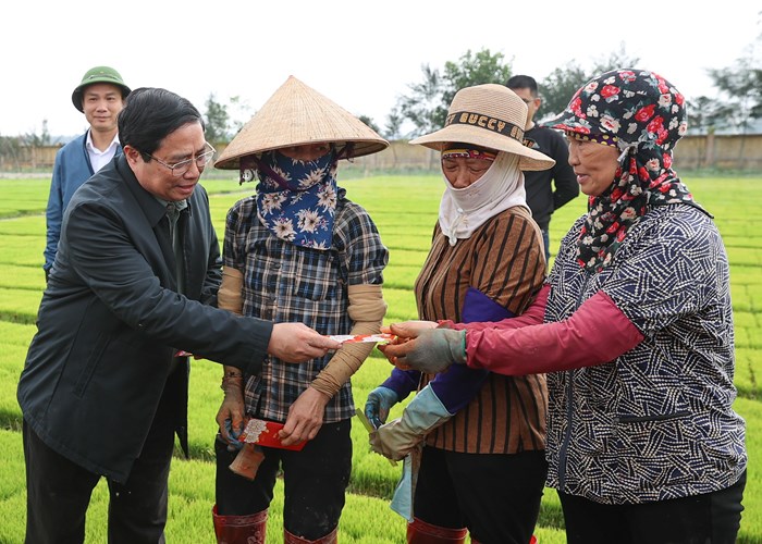 Thủ tướng xuống đồng cấy lúa cùng nông dân Hải Dương - Anh 3