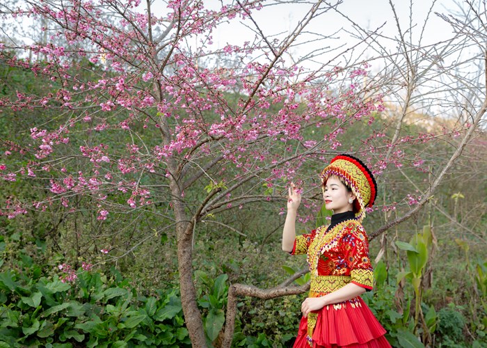 Miễn phí tàu hỏa Mường Hoa Sa Pa cho du khách 5 tỉnh phía Bắc - Anh 3