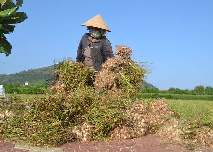 Đưa tỏi Lý Sơn thành sản phẩm du lịch đặc trưng - Anh 3