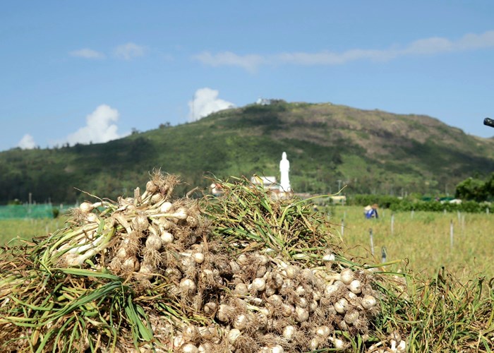 Đưa tỏi Lý Sơn thành sản phẩm du lịch đặc trưng - Anh 6